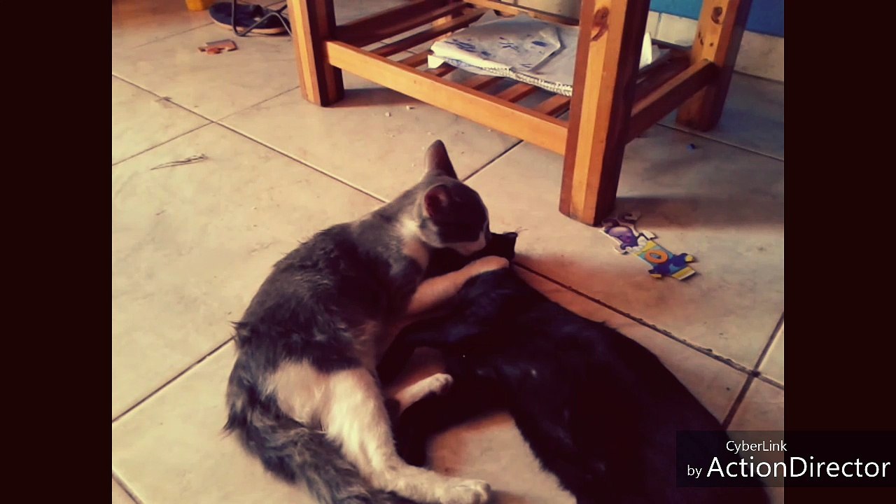 GATITOS - AMOR DE HERMANOS (Panchito y Corbatit...