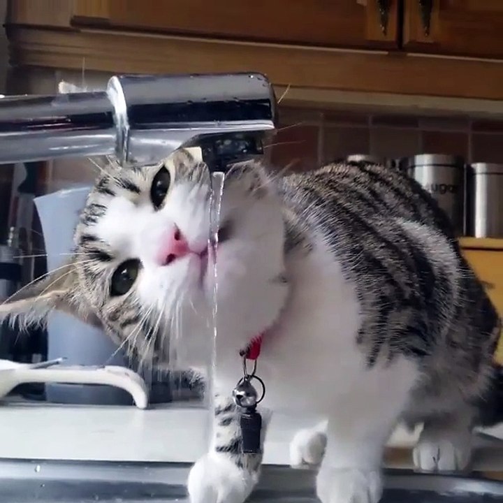 Funny cats  video