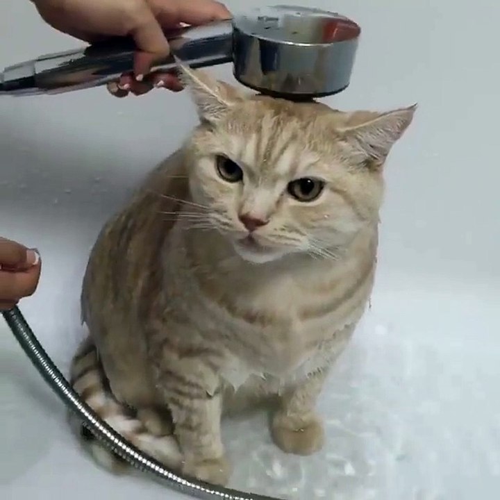 Funny cats  video