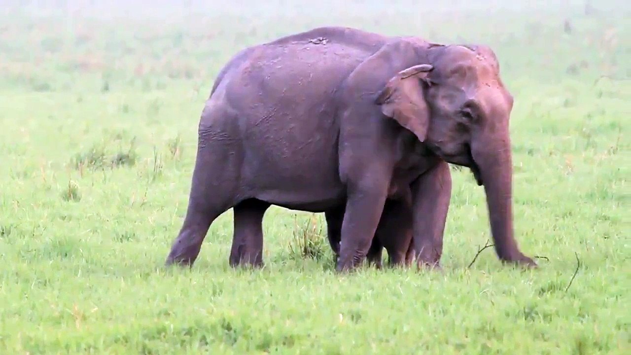 Elephant_and_baby_at_Corbett_India_on_Vimeo