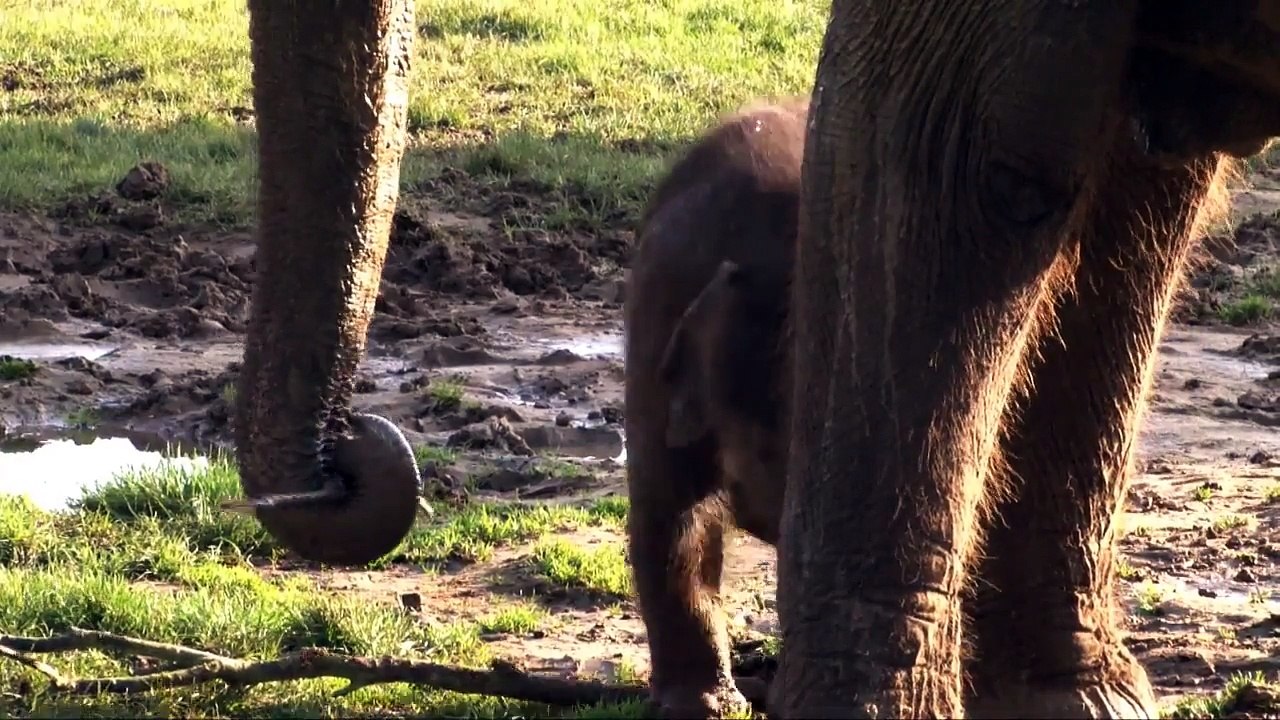 Baby_elephant_plays_in_the_mud_on_Vimeo