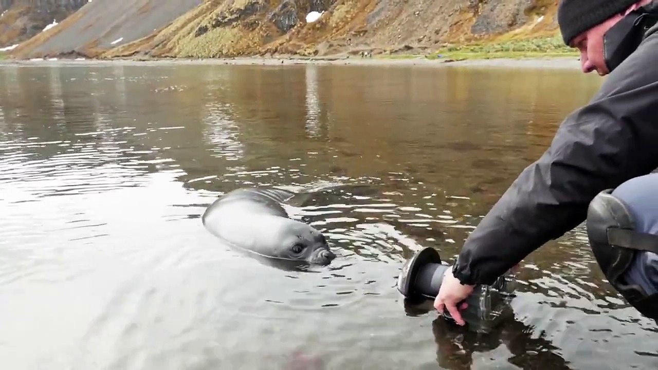 Baby_Elephant_Seal_Play_Time_on_Vimeo