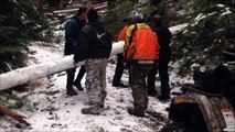 Cet arbre bloquait la route mais il n'a pas dit son dernier mot... FOU