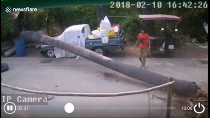 Ce bébé va échapper de justesse au pire pendant la chute d'un arbre