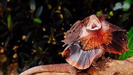 Loài vật mỗi khi giận dữ là như biến thành kẻ khác