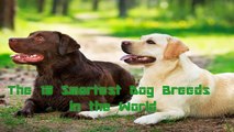 The 10 Smartest Dog Breeds in the World