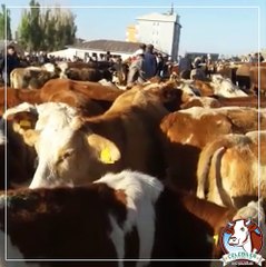 Kars Çelebi Hayvancılık