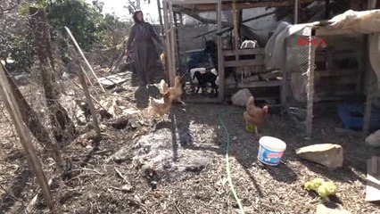 Mersin Üzerinde 1 Yazan Yumurta, Görenleri Şaşırtıyor