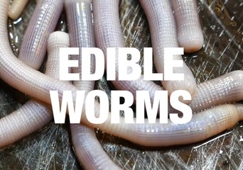 Eating Giant Sand Worms in China