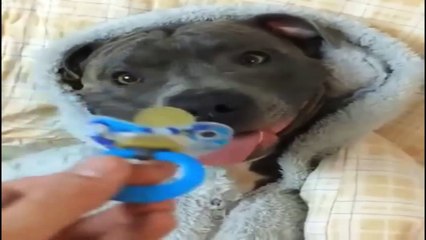 bébé chien est si mignon #1