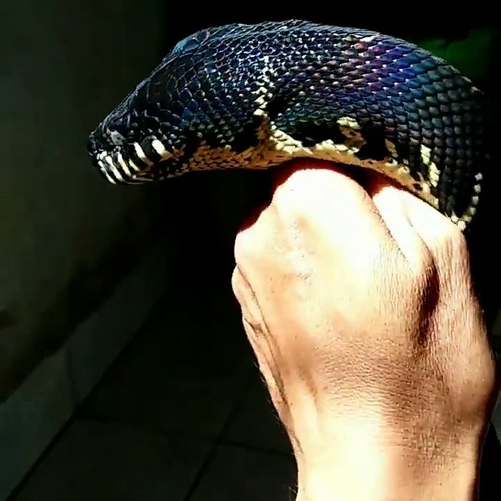 the most beautiful snake in the world