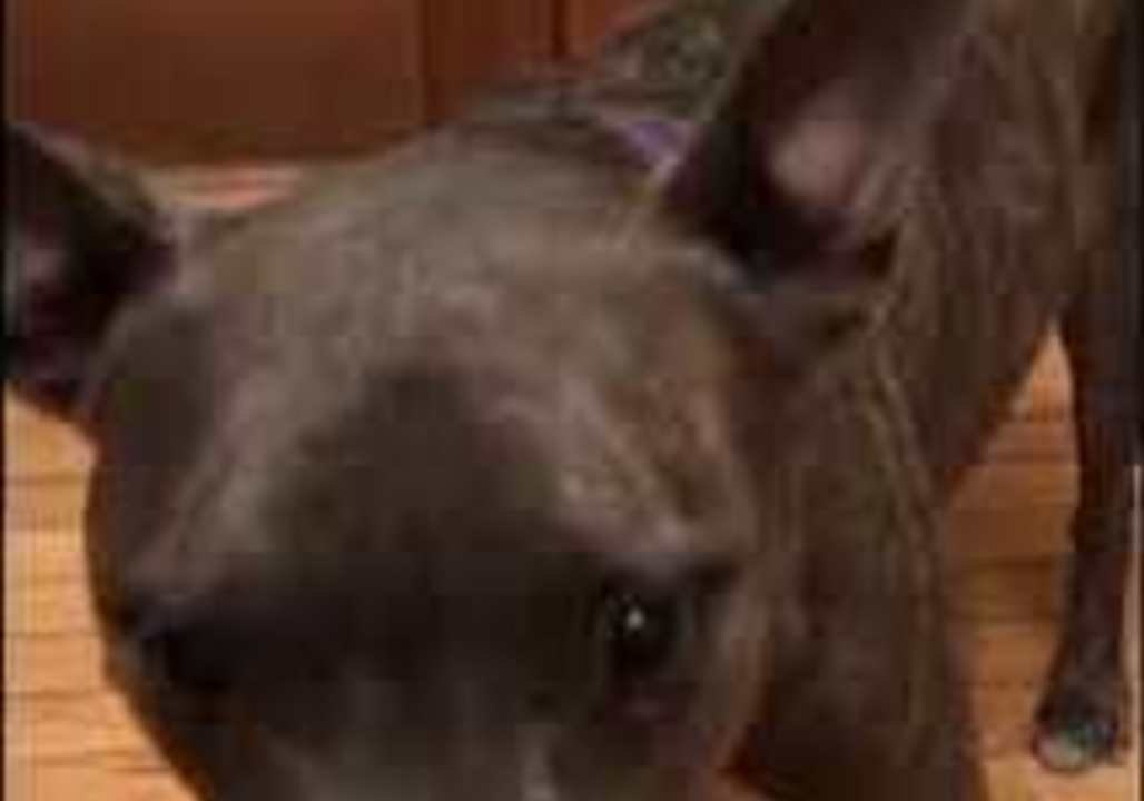 Helpful Pup Brings Human Pal a Tissue