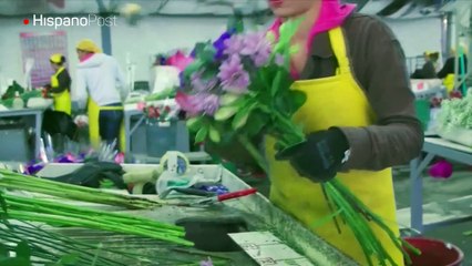 Suman esfuerzos para que "el amor florezca" este San Valentín