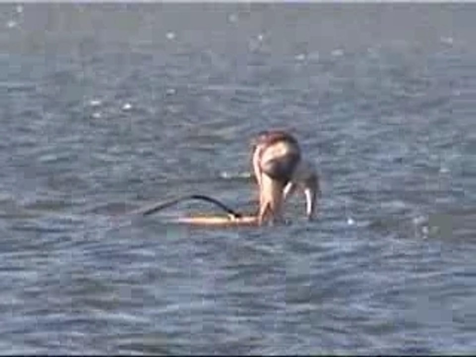 Sev eric en guyane 2