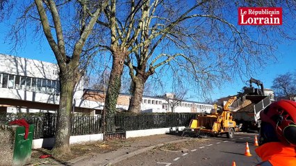 Les élagueurs en haut des arbres à Metz Bellecroix