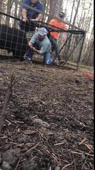 Ils libèrent un sanglier... mais tout ne se passe pas comme prévu