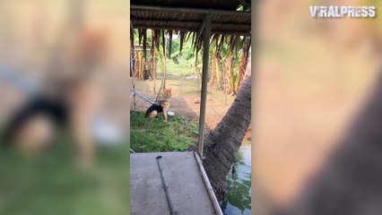 Clever Puppy Picks Coconuts From Pond