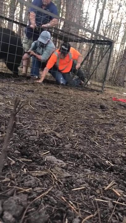 Ils essaient de libérer un sanglier mais l'animal se rebelle! Douloureux!