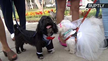¡Bodas de perros y gatos por San Valentín!