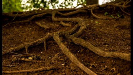 Terras Devastadas   O Enterro dos Mortos   Poema TS Eliot