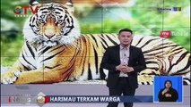 Harimau Berkeliaran di Areal Perkebunan Buat Warga Resah