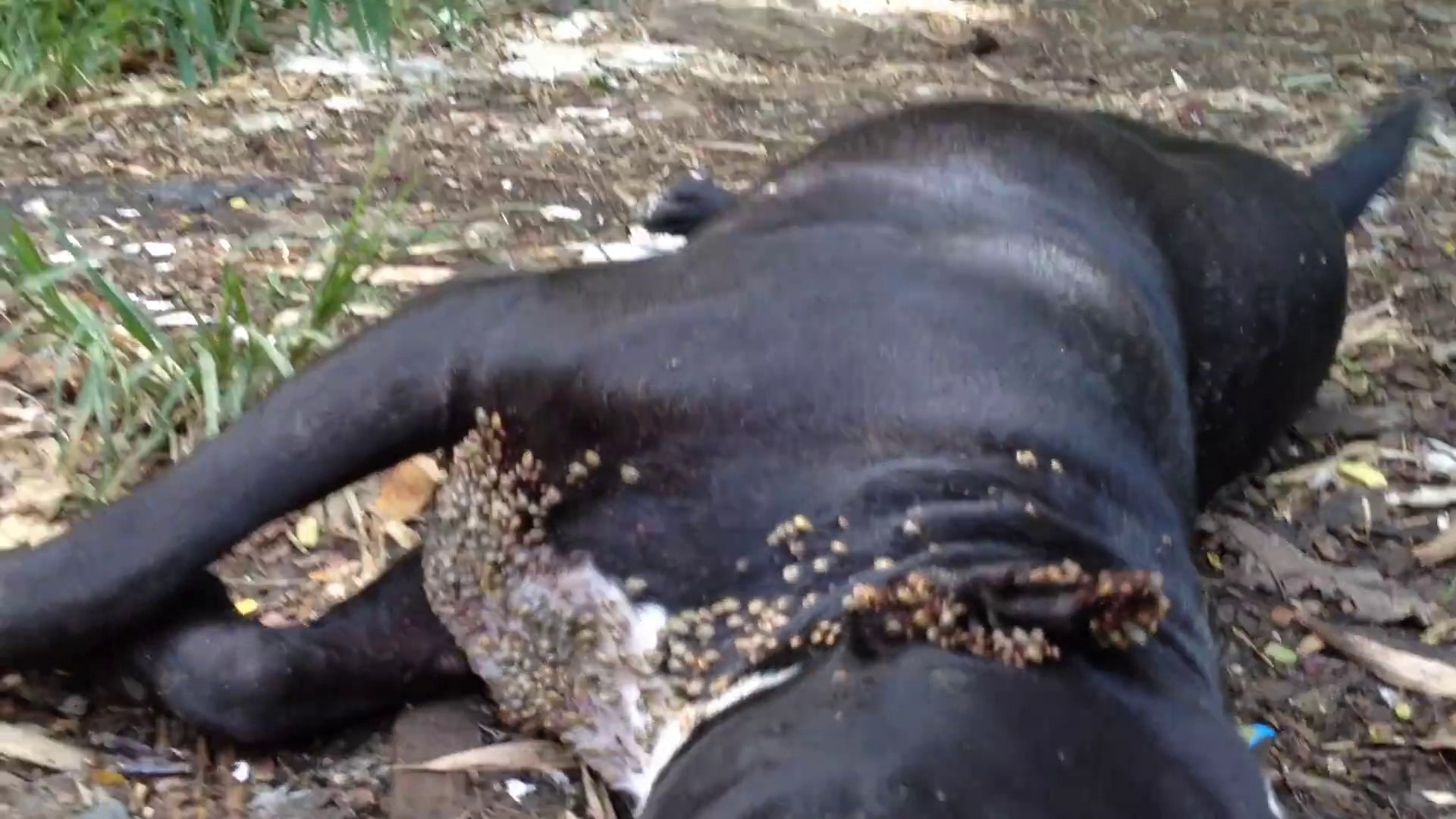 Ce Pauvre Chien Est Couvert De Tiques Mais Va Etre Sauve Video Dailymotion