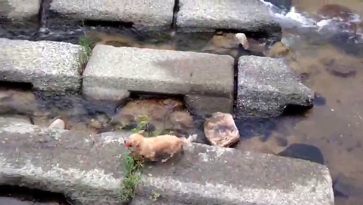 Ce chien adorable a trouvé le moyen de jouer tout seul avec sa balle... pas bête