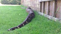 Oh la belle bête : énorme boa constrictor