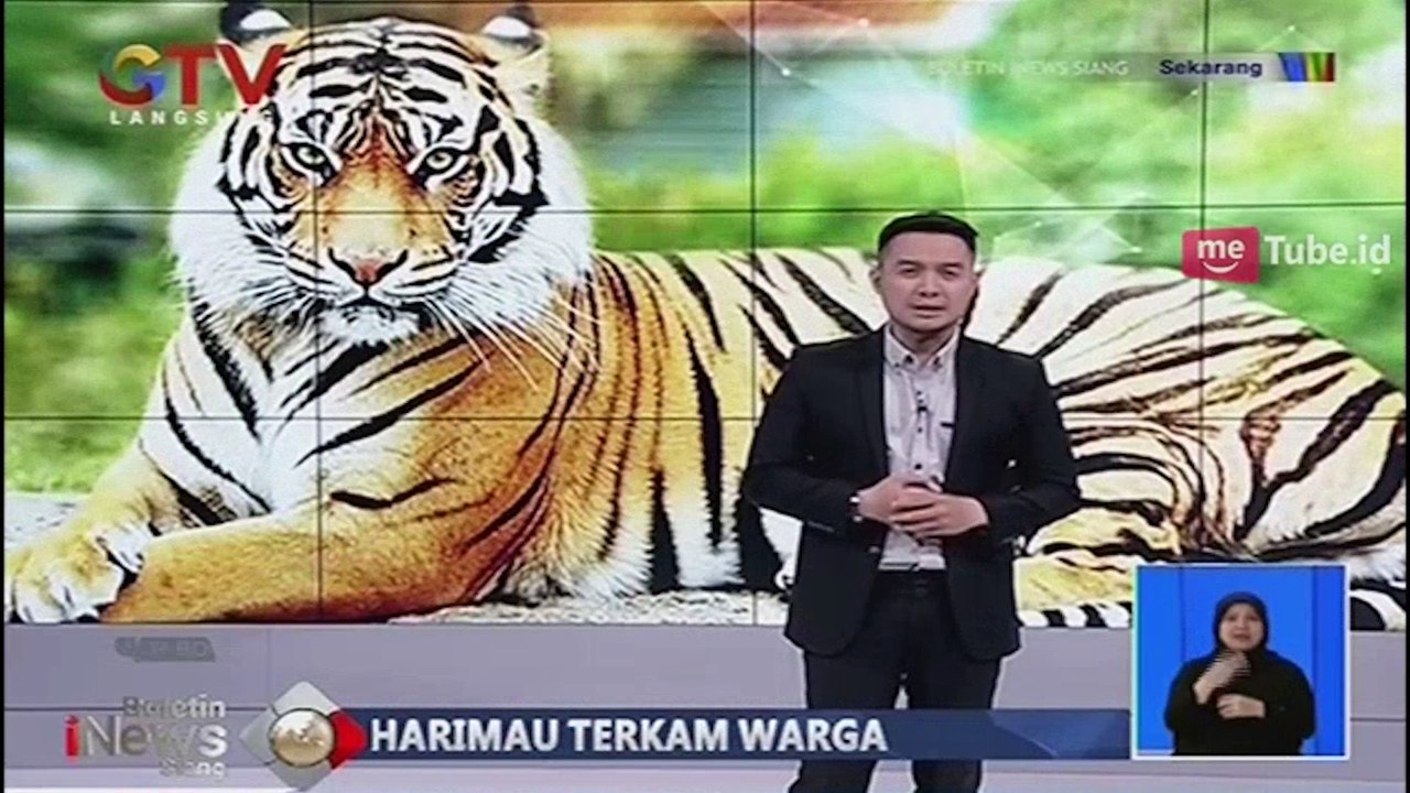Harimau Berkeliaran di Areal Perkebunan Buat Wa...