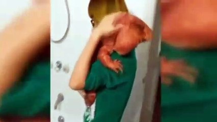 El lagarto rojo gigante una mascota muy especial