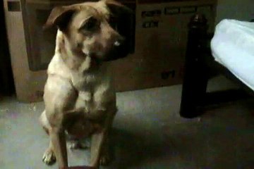 Perrita criolla hablando, dice mamá!