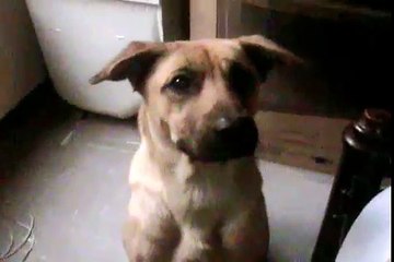 Como entrenar un perro