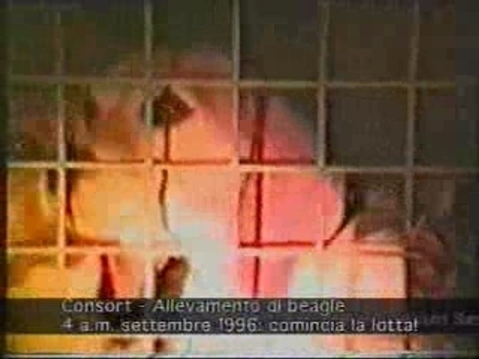Shac video