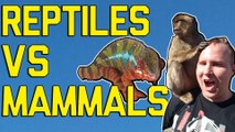 FailArmy Versus: Reptiles Vs. Mammals (February 2018) | FailArmy