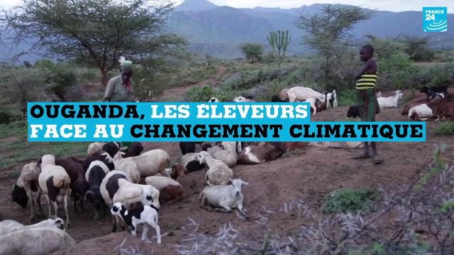 Ouganda, les éleveurs face au changement climatique