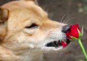 Zoo Animals Baffled by Roses on Valentine's Day
