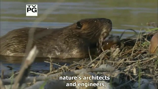 Animal Planet (Animals That Are Awesome Architects) - Our planet`s first builders - Avian Architecture - Birds