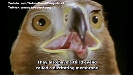 Animal Planet - Predators in the sky