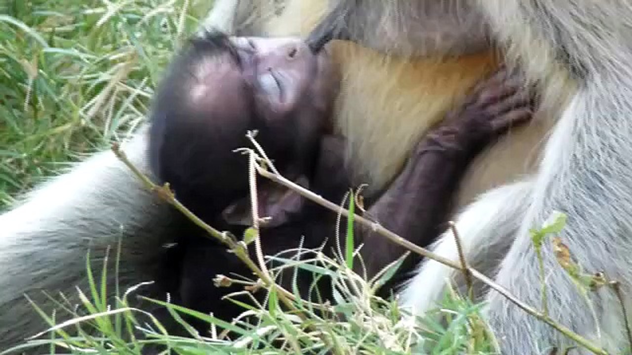 AN INFANT MONKEY BREAST FEEDING IN MANDORE,JODHPUR,RAJASTHAN,INDIA