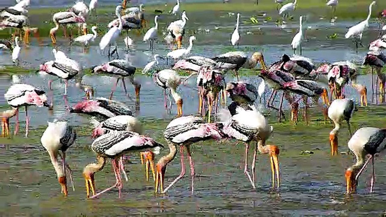 beautiful birds