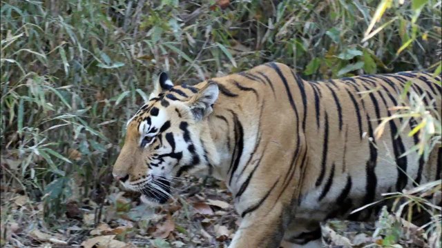 Bengal Tiger male, Kanha National Park, Madhya Pradesh, India