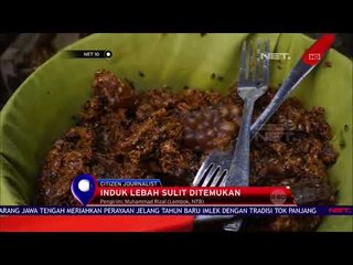 Manisnya Budidaya Lebah Trigona - NET 10