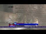 3 Anak Singa Afrika Berusia 2 Bulan - NET24