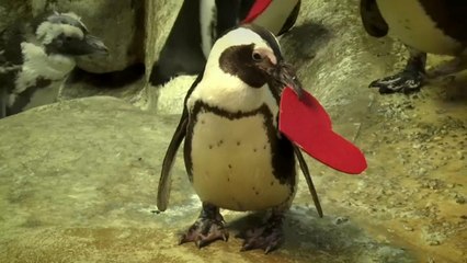 Penguenlere Sevgililer Günü'ne özel 'kalp şeklinde' yuva malzemesi