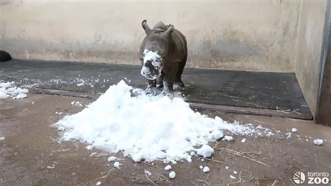 A, b, c, das baby-nashorn spielt im schnee
