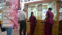 Ecco che cos'è la lotteria degli animali