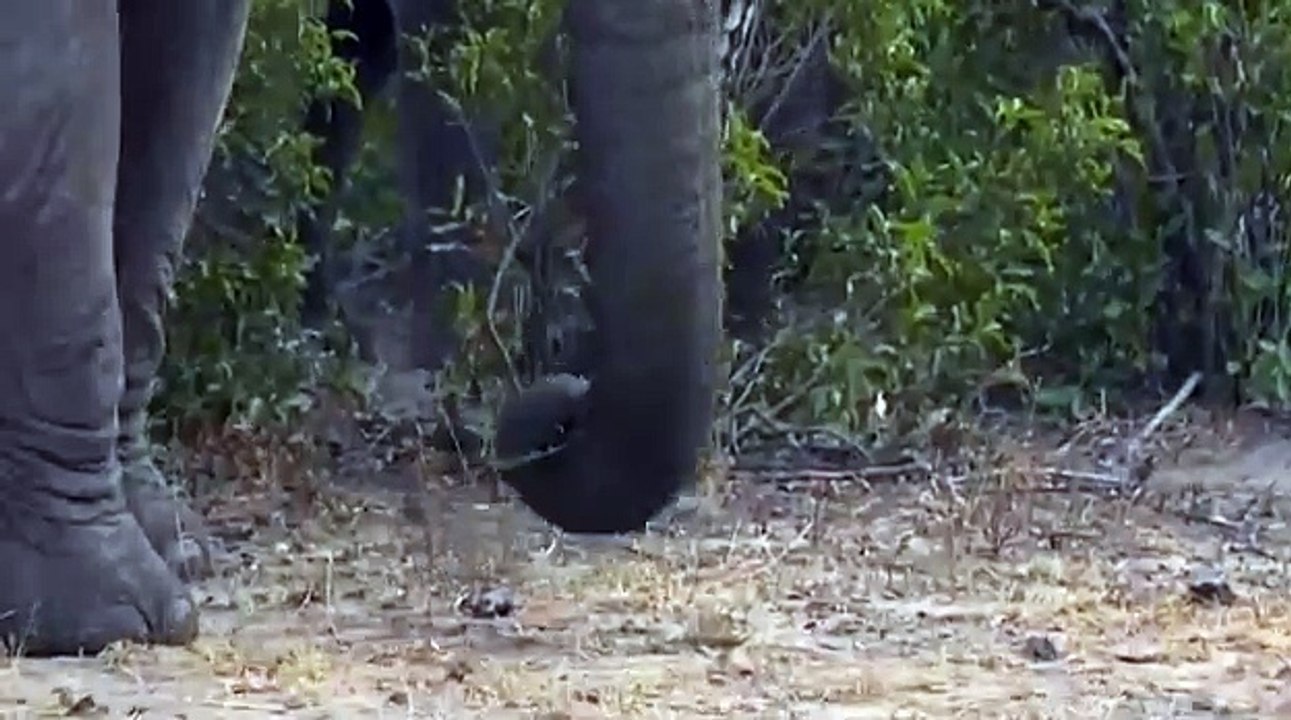 Safari_Live_Videos-June_18-Sunrise_Drive-_Big_and_Small_Elephants