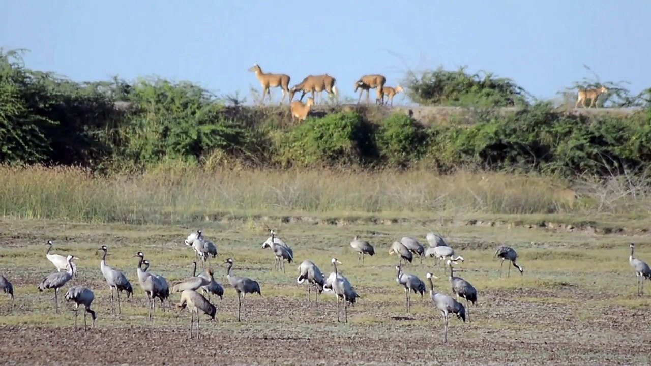 Big_Birds___The_Wild_Animals-User_FREE_Videos