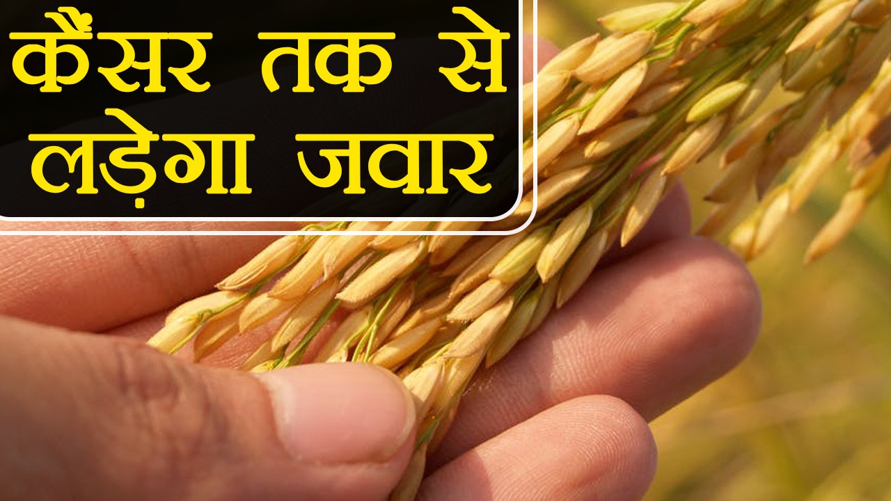 गेहूं के जवारे से होगा जानलेवा बीमारियों का इलाज | Health Benefits of Wheatgrass Powder | Boldsky