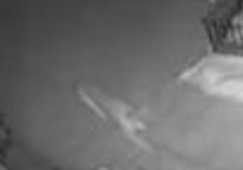 Cougar Spotted Outside Property in Washington County, Wisconsin